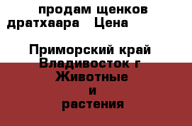 продам щенков дратхаара › Цена ­ 10 000 - Приморский край, Владивосток г. Животные и растения » Собаки   . Приморский край,Владивосток г.